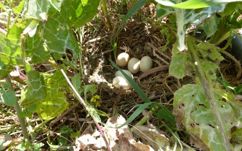 (صواي)عش بط خضاري