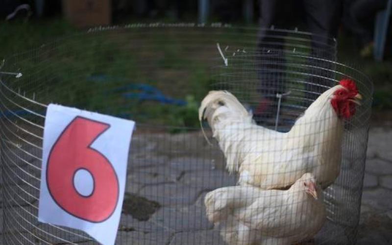 مسابقة-اجمل-ديك-وفرخة-البراهما-341