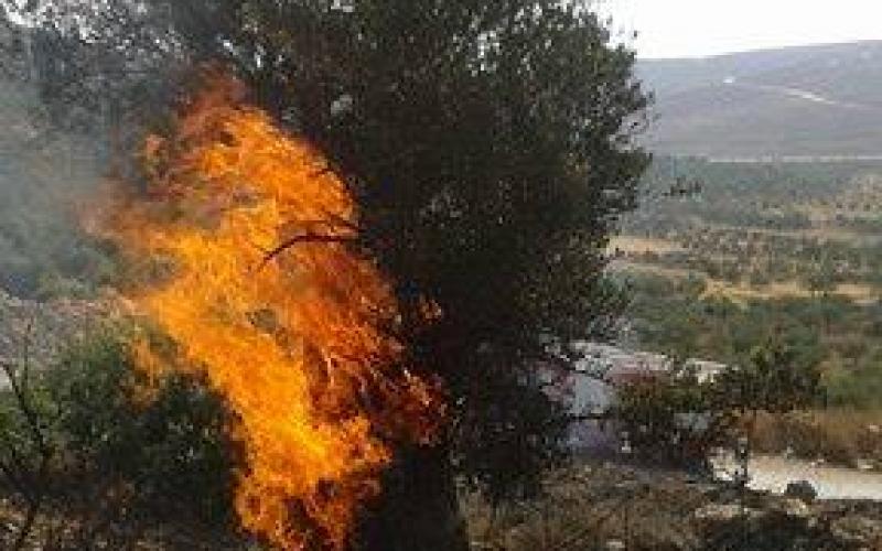 13511519_1269176429774087_1859133938_n