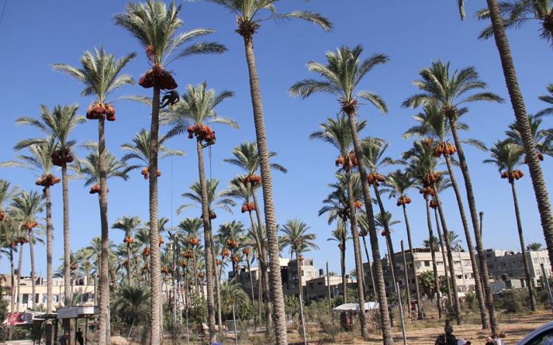 14502728_641672396002312_3669414424701999187_n