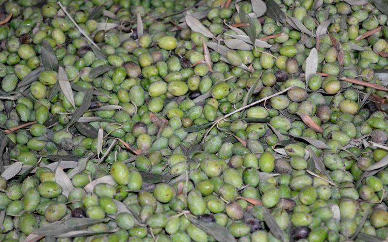 12096488_899855943384298_5231718116392907683_n