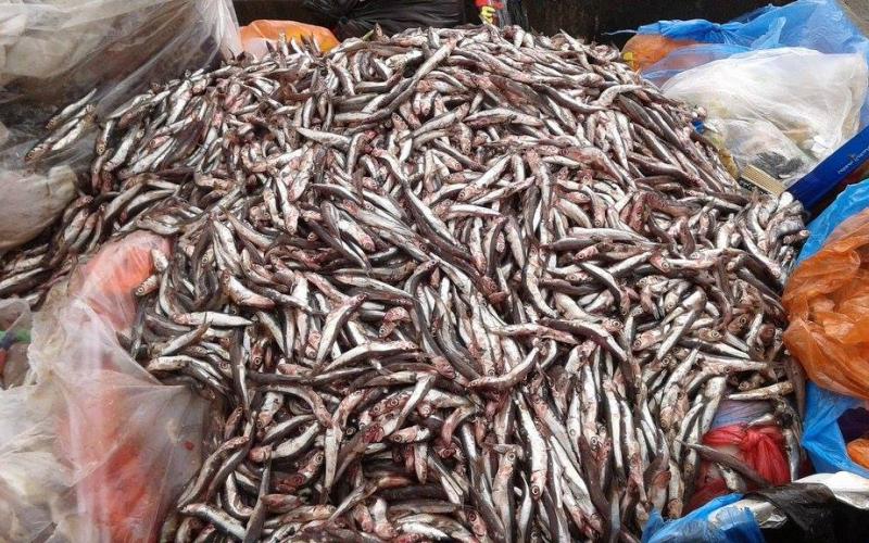 بلدية-النصيرات1_