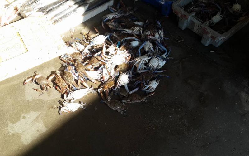 14522096_933210210156197_64646376_o