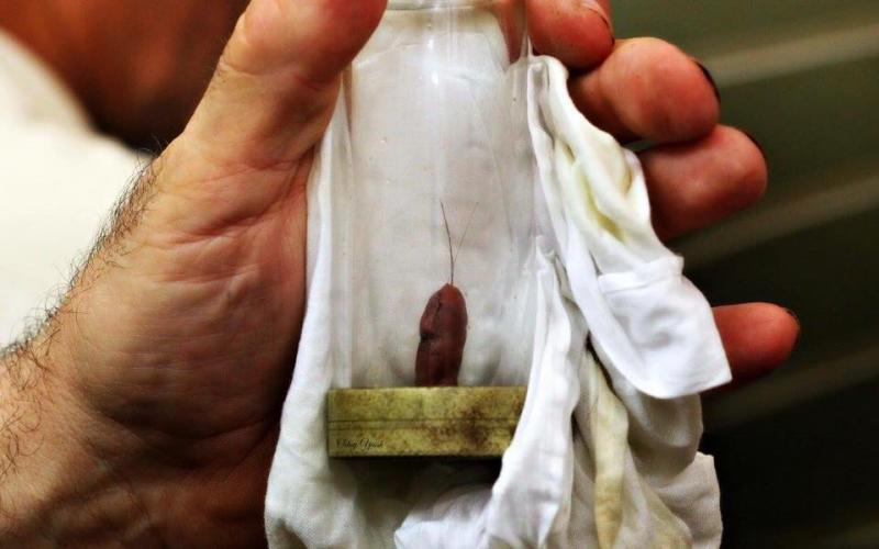 شعرات النبي6