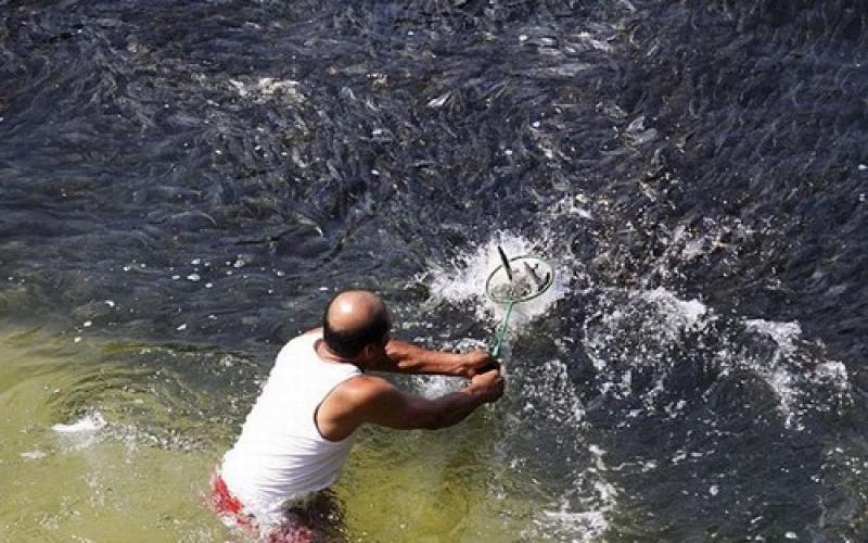 بالصور.. أسماك تطارد مصطافي المكسيك!