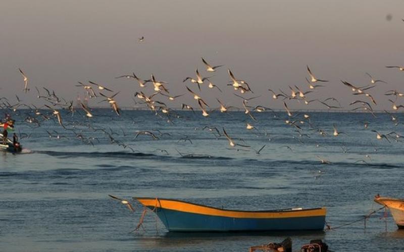 صور.. بحر غزة الذهبي وقت الغروب