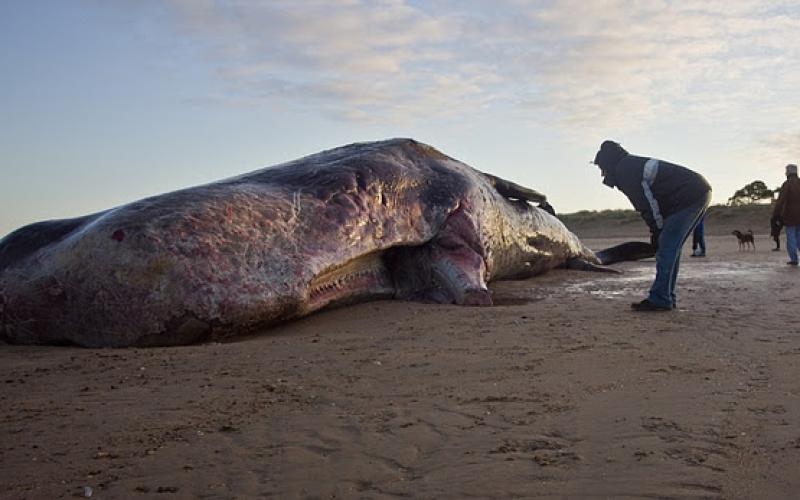 صور.. "حوت العنبر" يظهر على ساحل بريطانيا