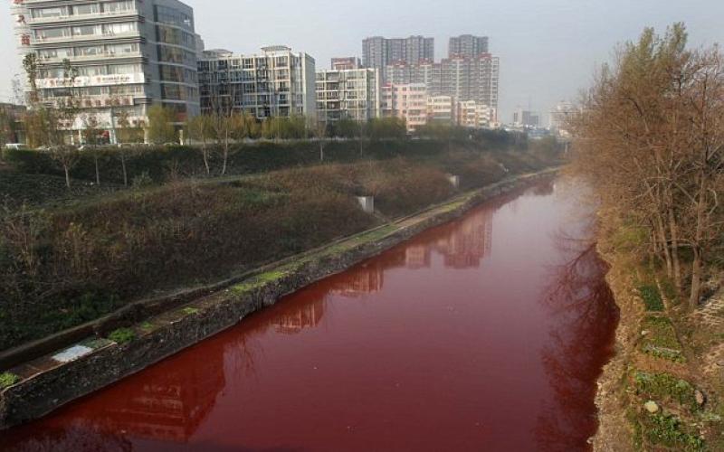 نهر من الدماء في الصين (صور)
