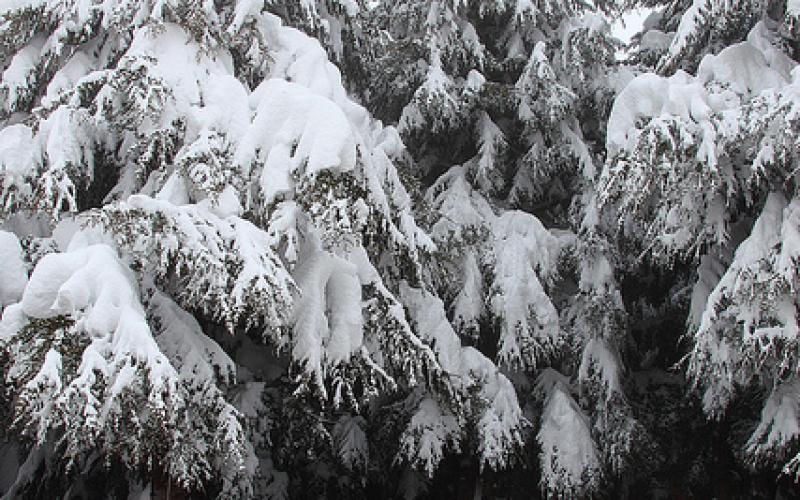 صور.. سحر الطبيعة الثلجية في لبنان