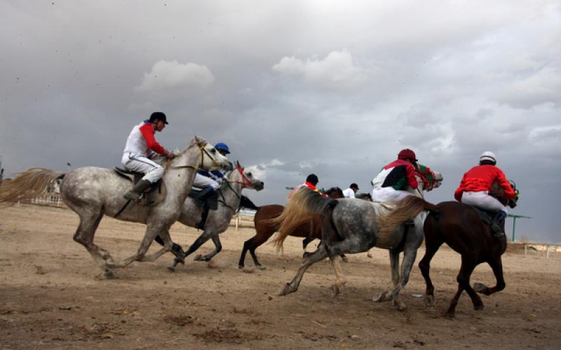 صور.. سباق الخيول الأصيلة في أريحا