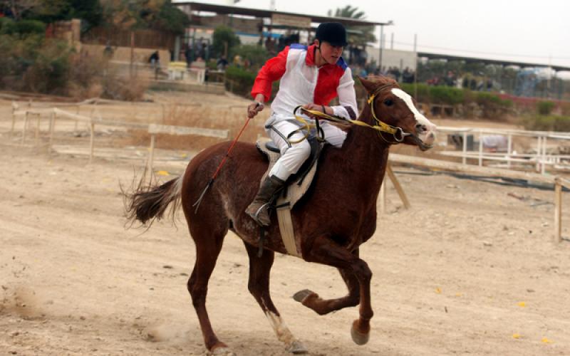 صور.. سباق الخيول الأصيلة في أريحا