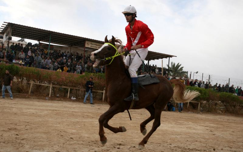 صور.. سباق الخيول الأصيلة في أريحا