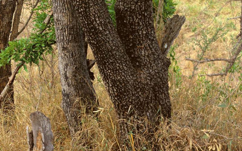 صور.. فن اختباء الحيوانات في الطبيعة
