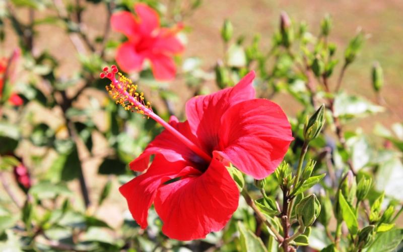 صور.. جولة في الجامعة الإسلامية