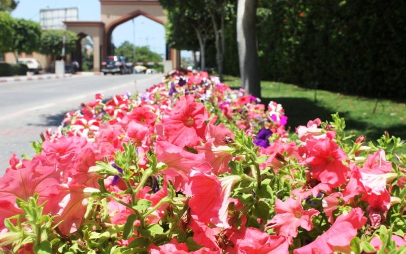 صور.. جولة في الجامعة الإسلامية