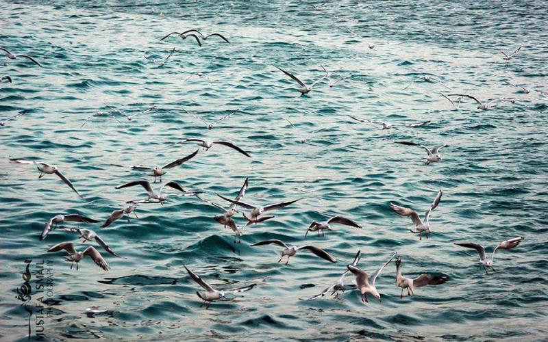 صور: أسراب النورس من ميناء غزة