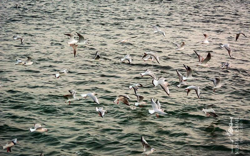 صور: أسراب النورس من ميناء غزة