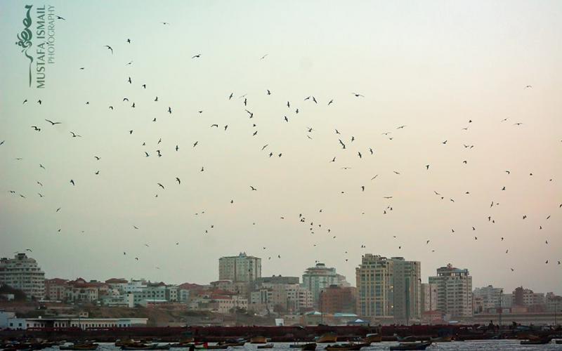 صور: أسراب النورس من ميناء غزة