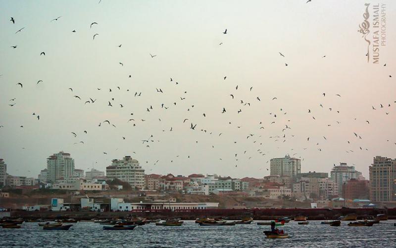 صور: أسراب النورس من ميناء غزة