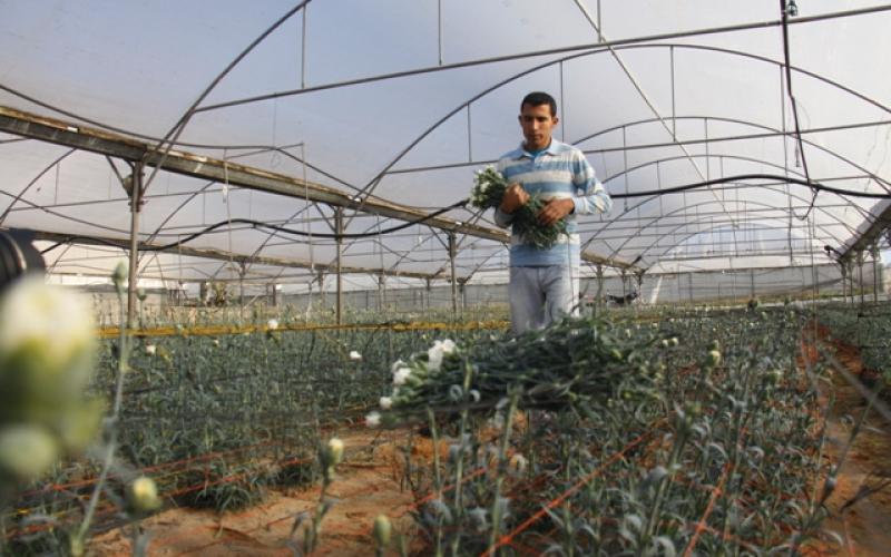 صور: زراعة الورد في غزة
