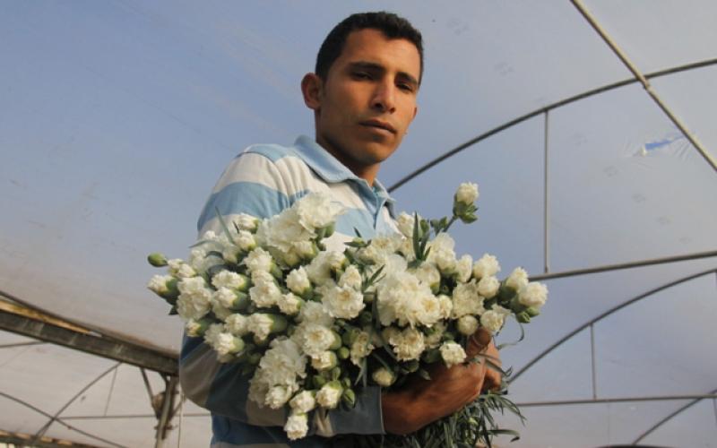 صور: زراعة الورد في غزة
