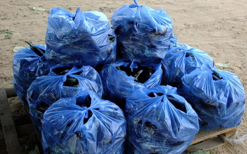 بالصور: سوق للدلالة يبصر النور في البريج