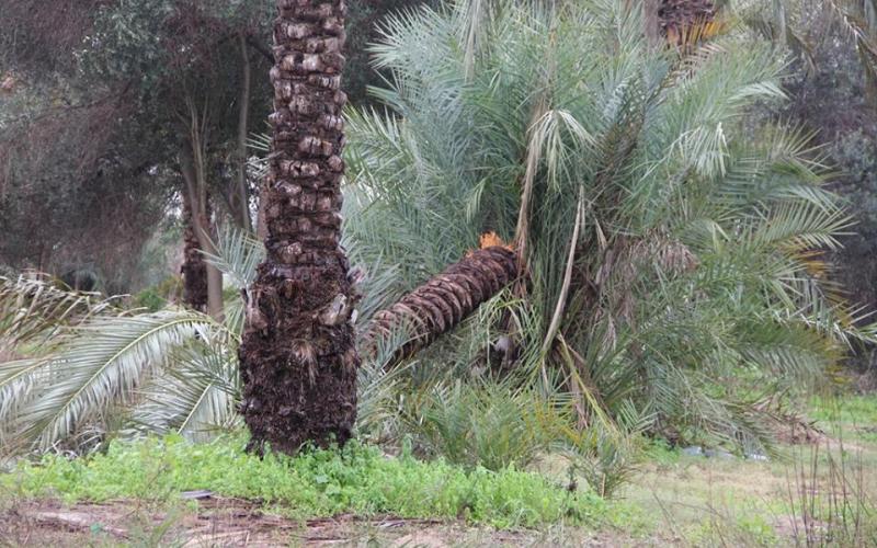 صور: آثار المنخفض في المحافظة الوسطى