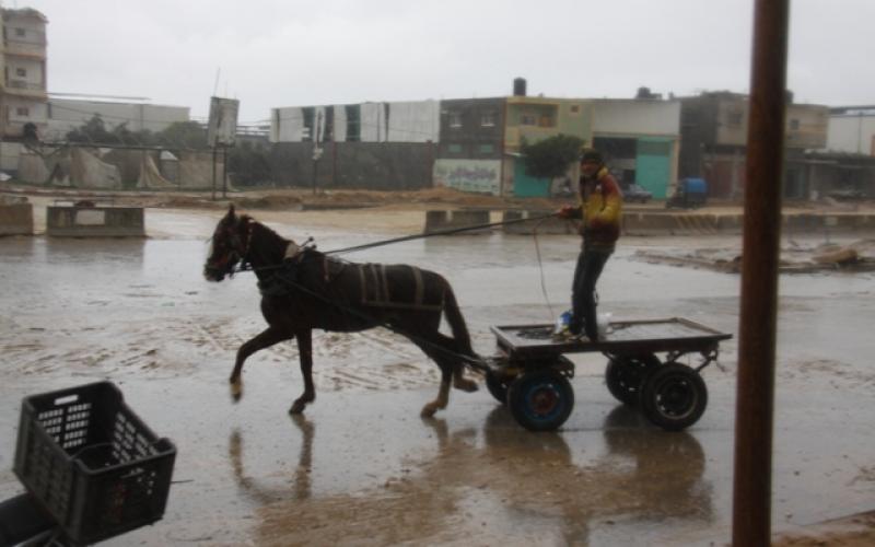 صور: سقوط الأمطار في رفح