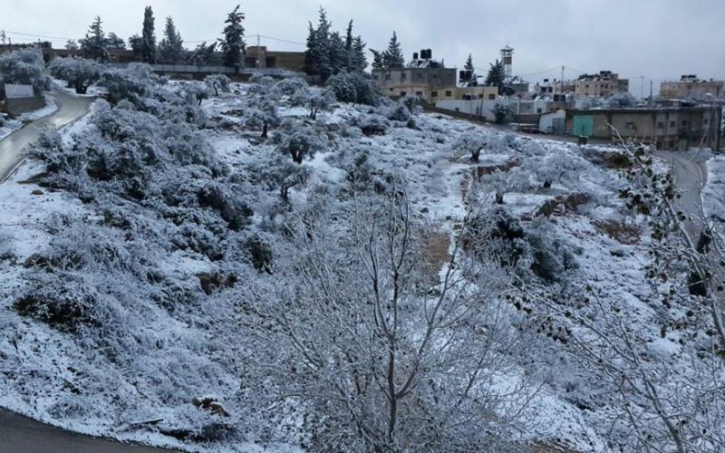 صور: الأشجار ترتدي رداء أبيض برام الله