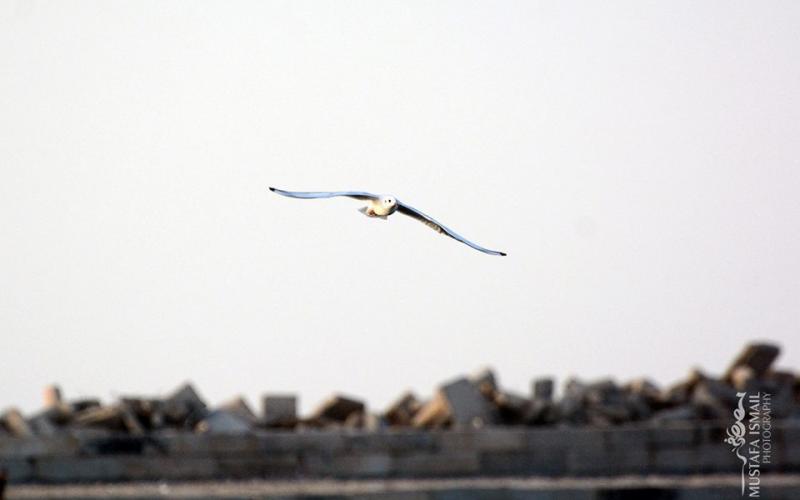 ‫‏صور: ‬روعة ميناء غزة