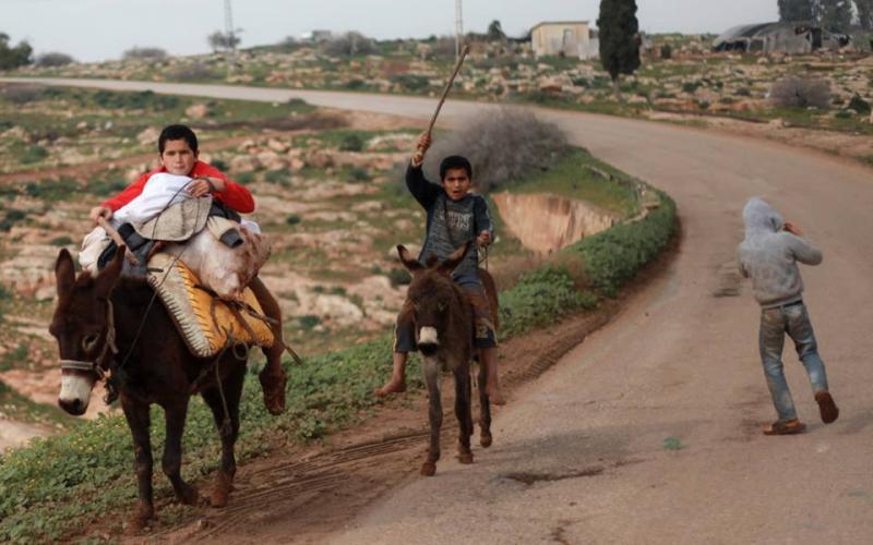 صور: حصاد محصول البطاطا في قرية الأغوار