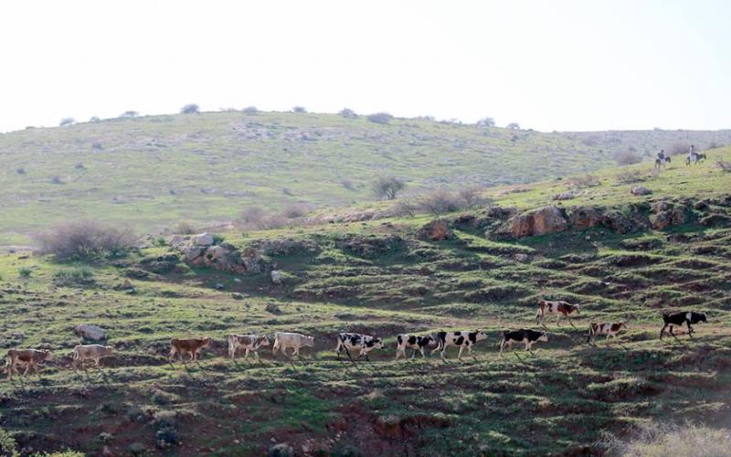 صور: الأغوار - مشاهد من عين المالح