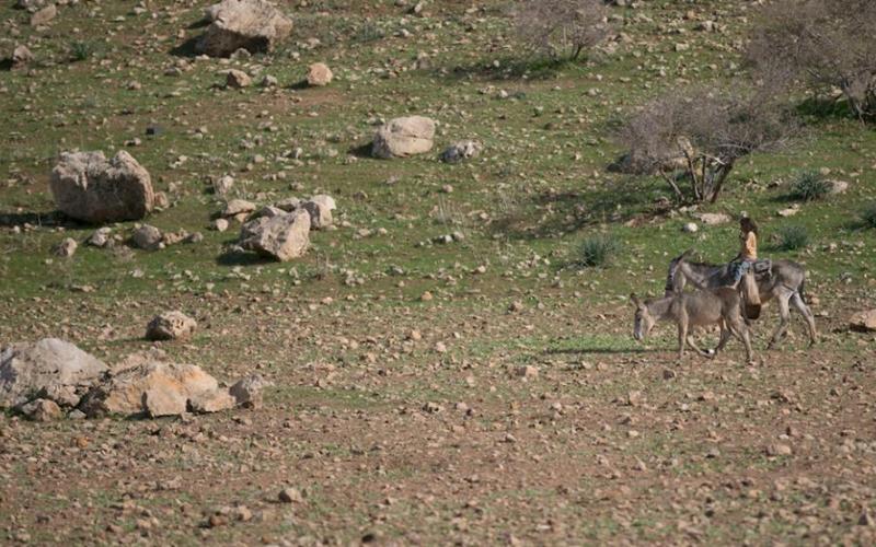 صور: الأغوار - مشاهد من عين المالح
