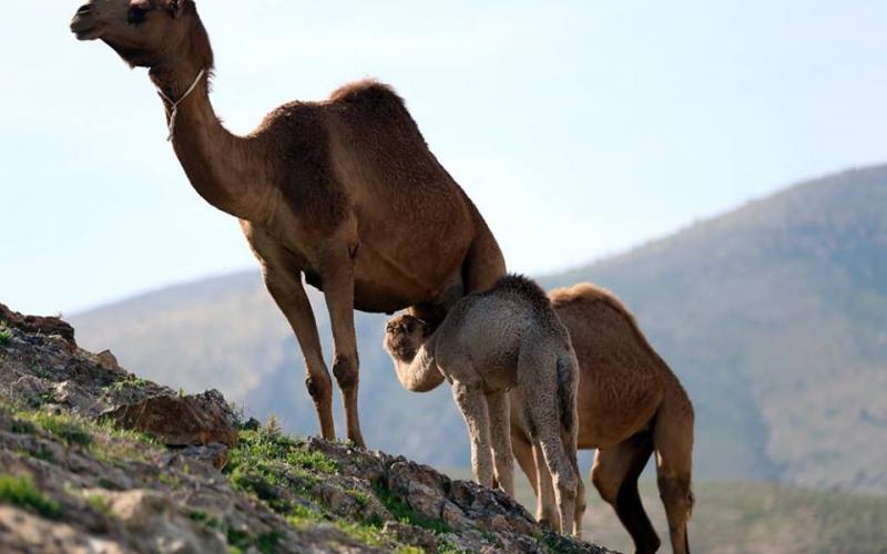 صور‬: الإبل في مراعي أريحا