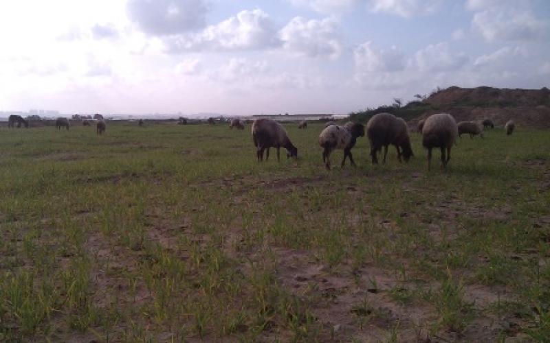 صور: أراضي المزارعين شمال قطاع غزة