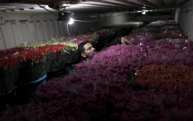 زهور غزة تكسر الحصار وتصدر للخارج