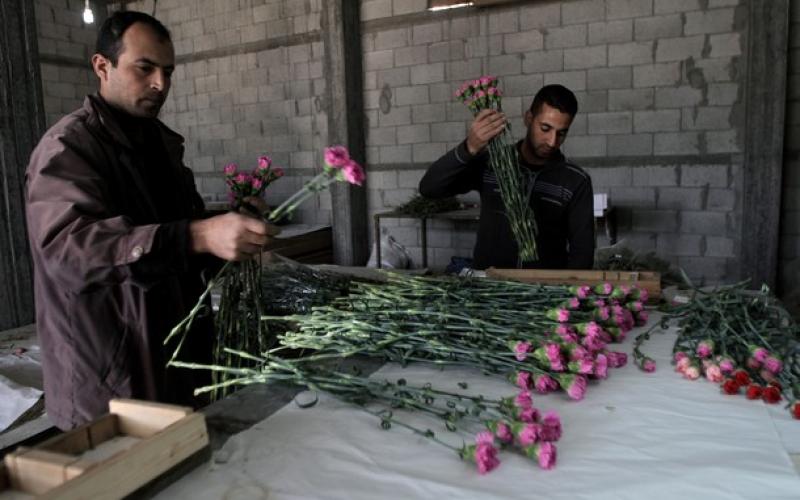 زهور غزة تكسر الحصار وتصدر للخارج
