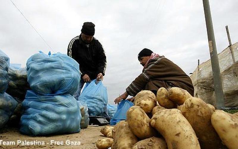 بالصور.. جني محصول البطاطا في غزة