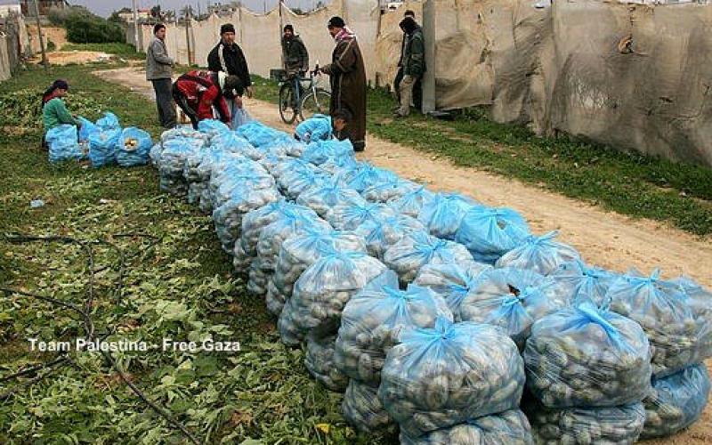 بالصور.. جني محصول البطاطا في غزة