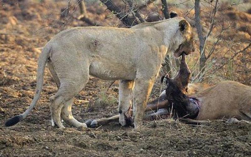 صور.. لبؤة تصطاد غزال حامل وتموت بجانبه!!