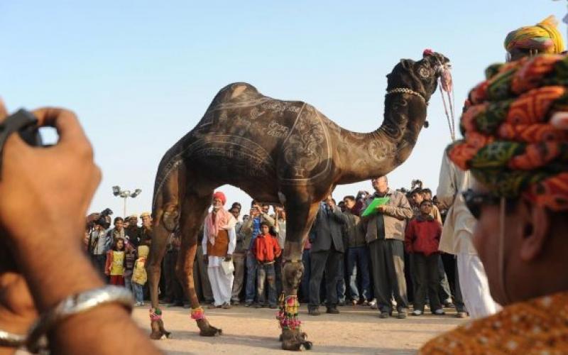 صور.. المهرجان السنوي للنقش على الإبل