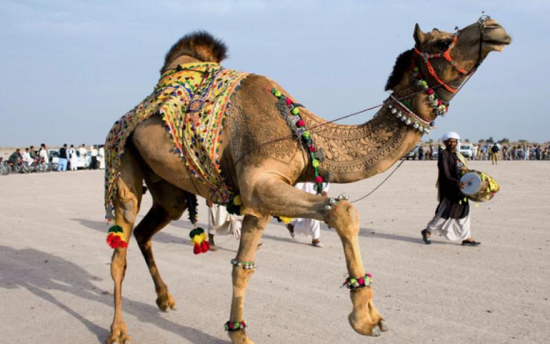 صور.. المهرجان السنوي للنقش على الإبل