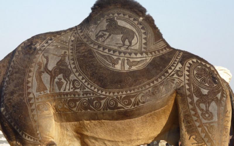 صور.. المهرجان السنوي للنقش على الإبل