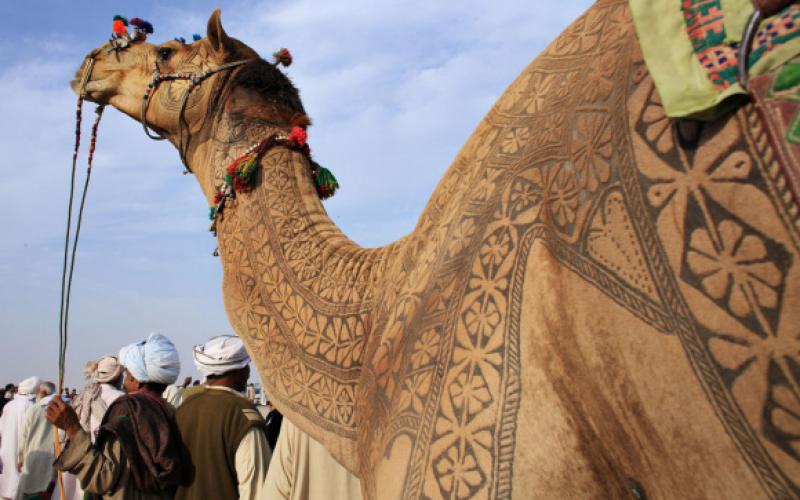 صور.. المهرجان السنوي للنقش على الإبل