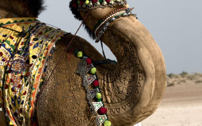 صور.. المهرجان السنوي للنقش على الإبل