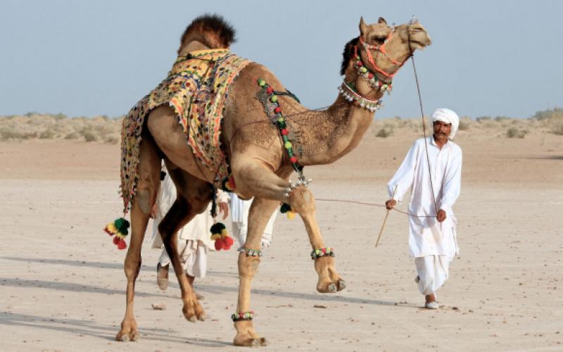 صور.. المهرجان السنوي للنقش على الإبل