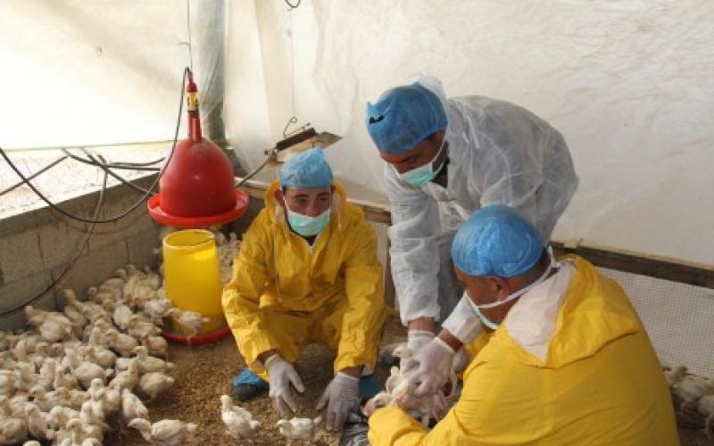 بالصور..إعدام صيصان خشية انفلونزا الطيور