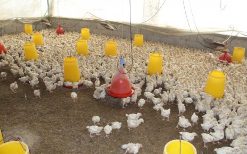 بالصور..إعدام صيصان خشية انفلونزا الطيور
