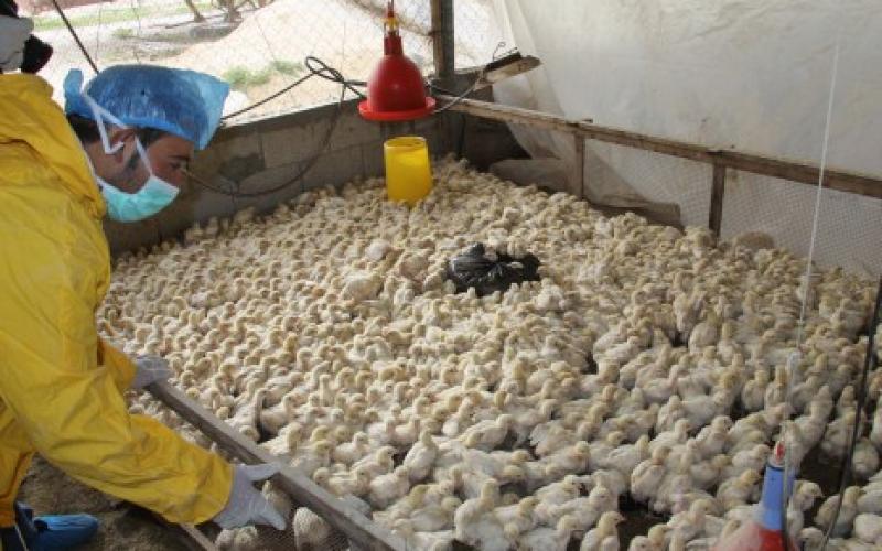بالصور..إعدام صيصان خشية انفلونزا الطيور