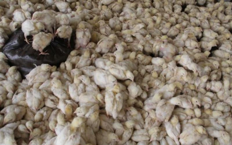 بالصور..إعدام صيصان خشية انفلونزا الطيور